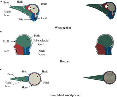 Biomechanical Analysis of Woodpecker Response During Pecking Using a Two-Dimensional Computational Model